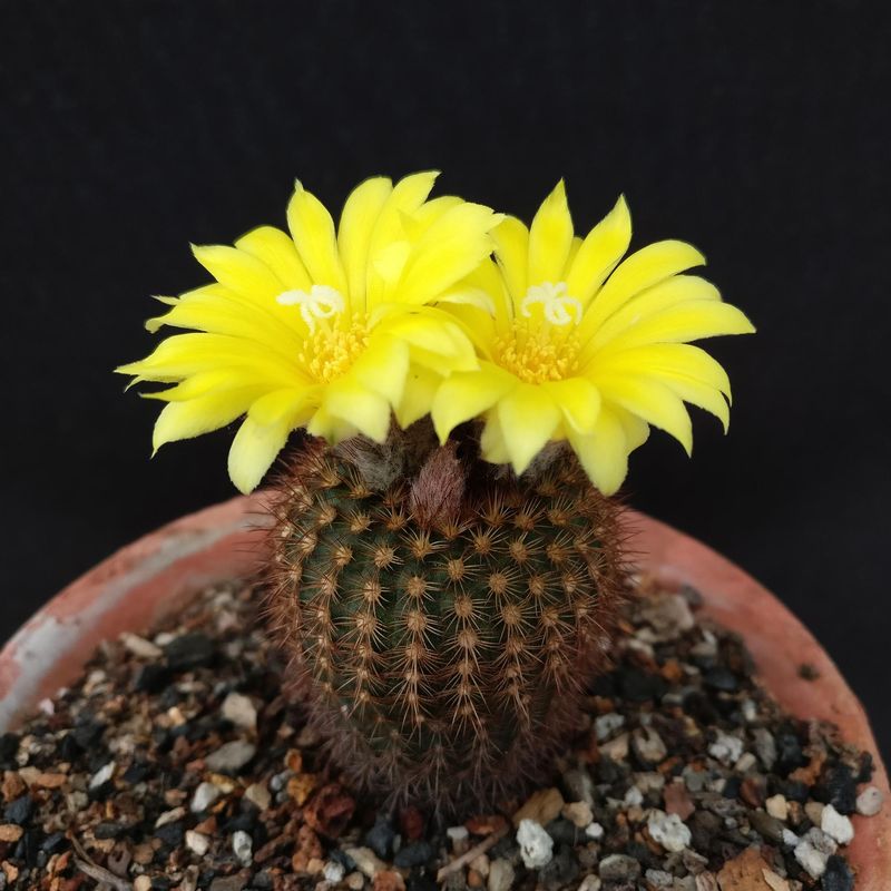 Frailea Pumila Var Rubrispina with Bright Yellow Flower on top in full bloom