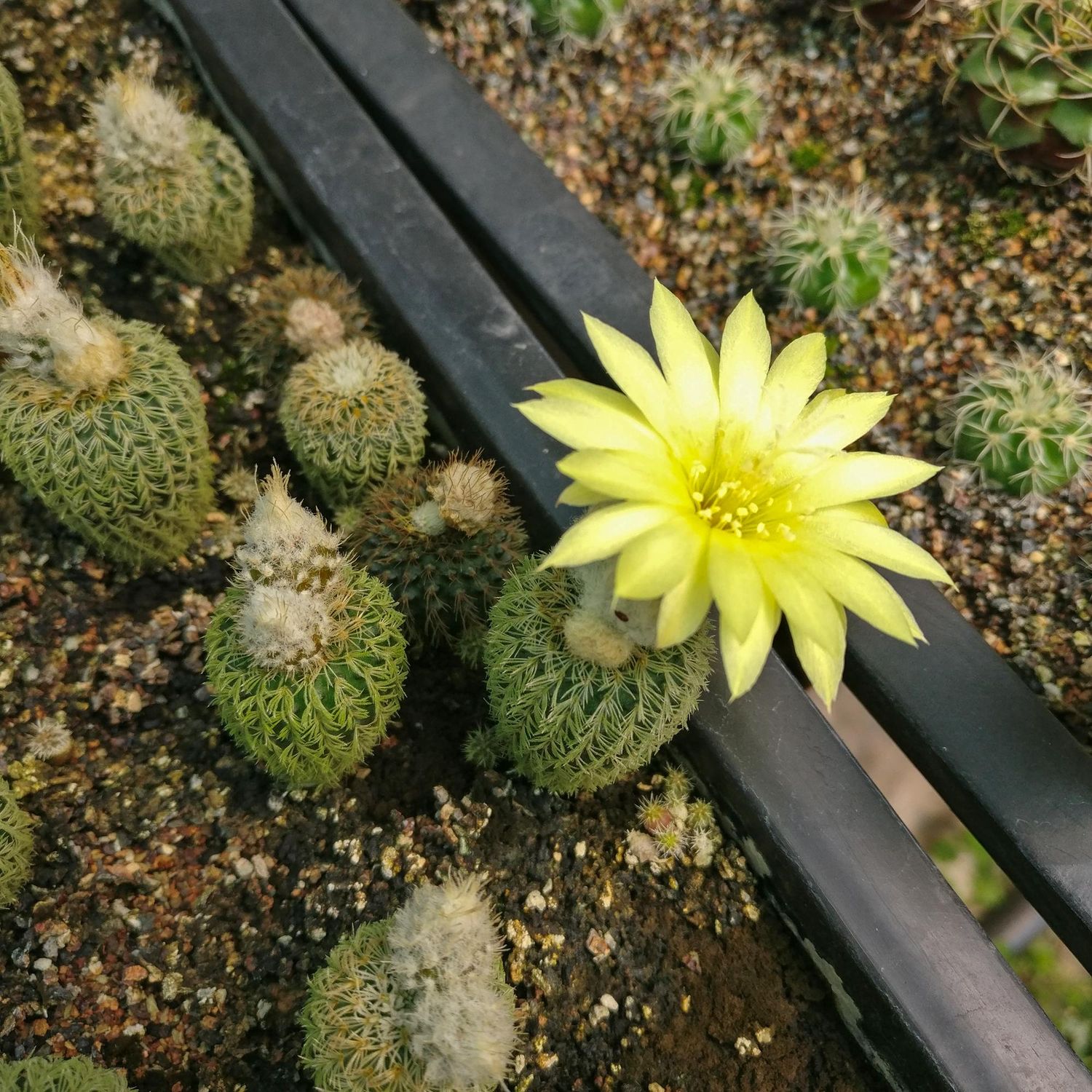 Frailea Buenekeri Var. Densispina