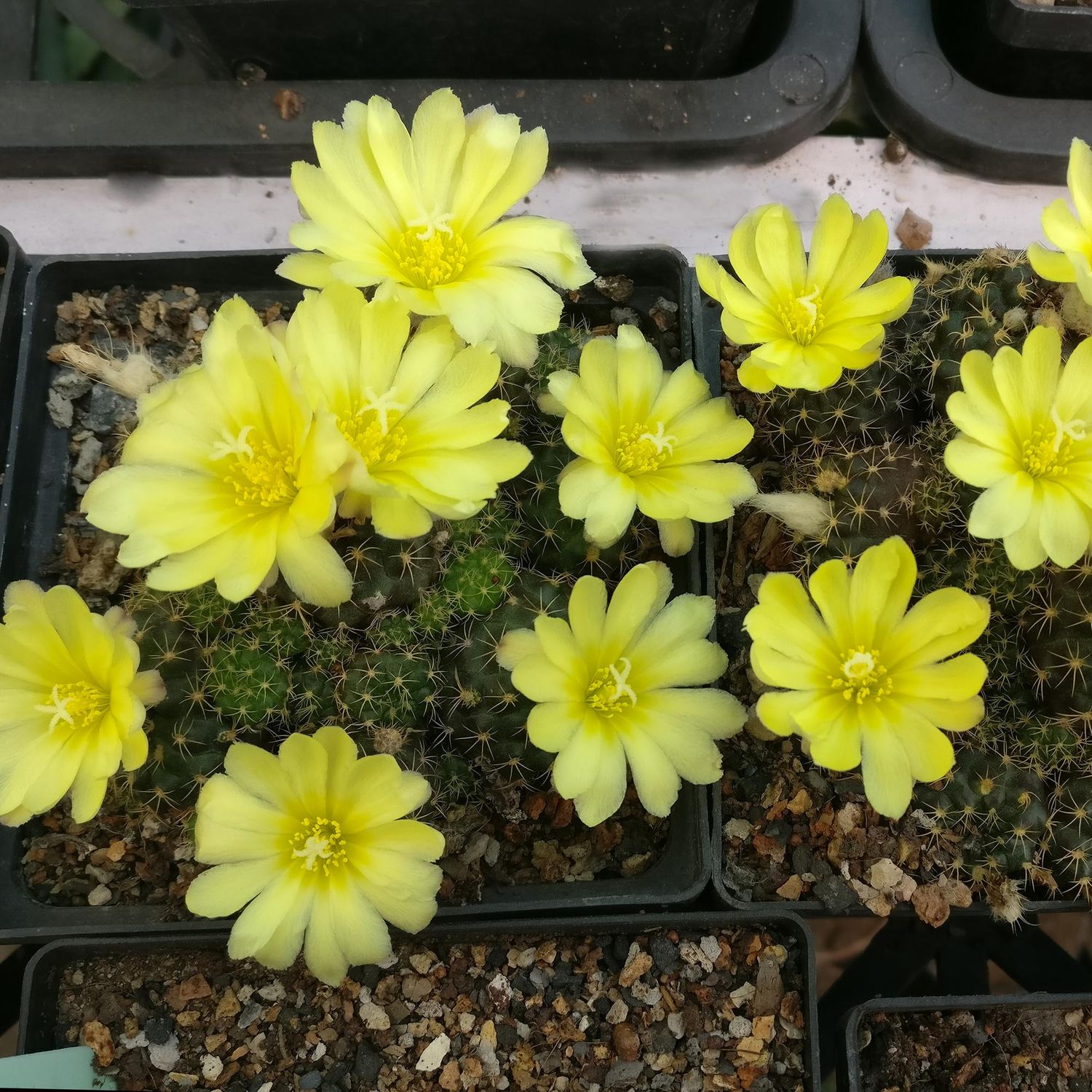 Frailea pseudograhliana-With Yellow Flower