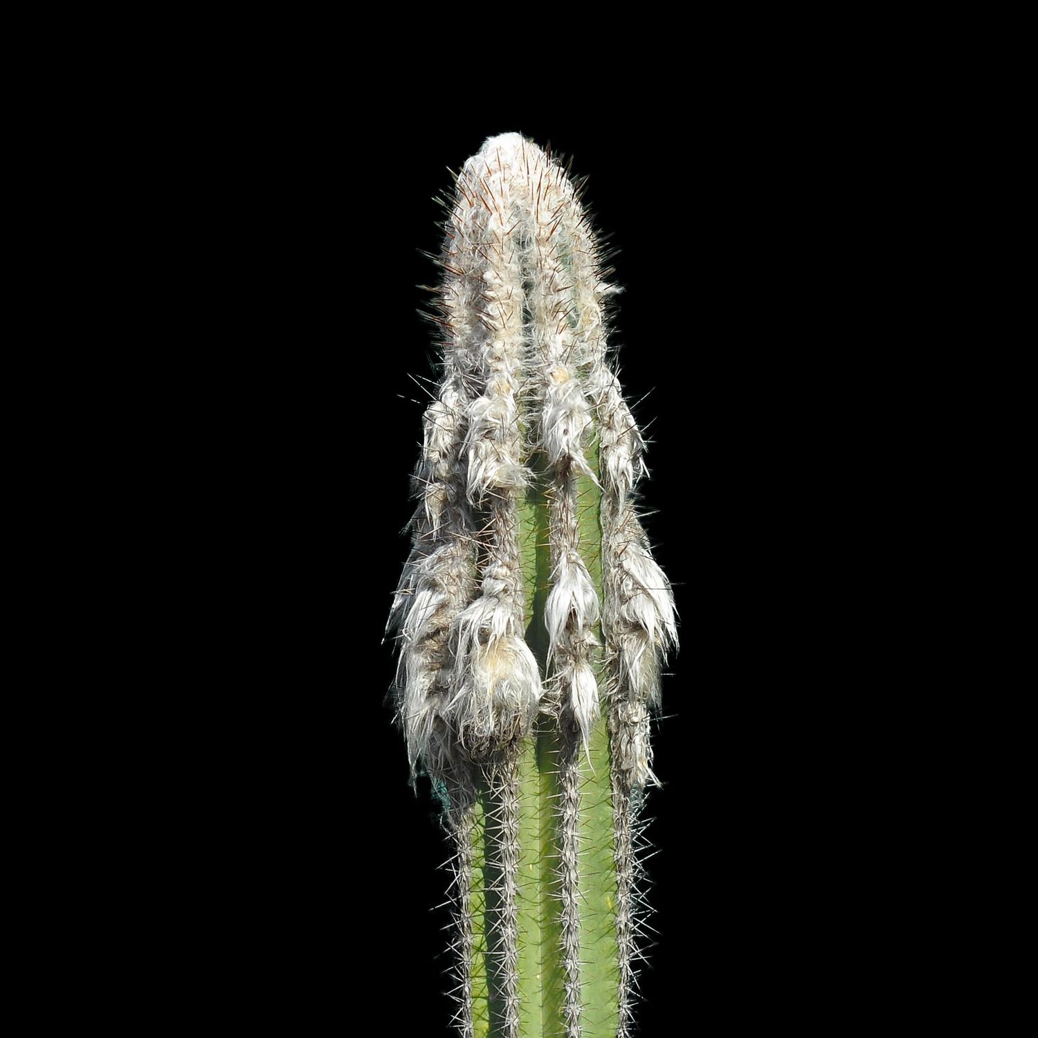 Pilosocereus leucocephalus.