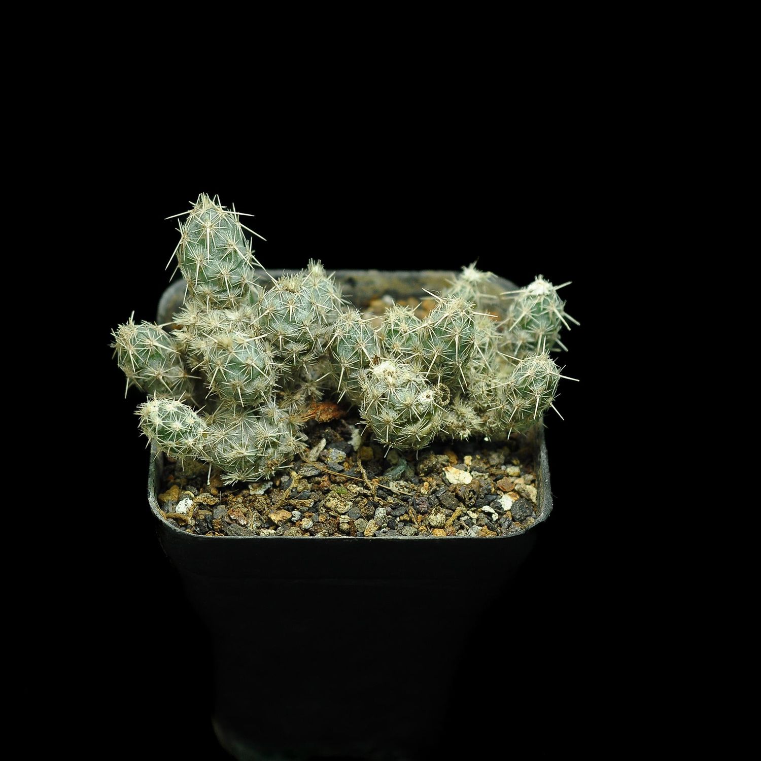 Corynopuntia bulbispina Corynopuntia bulbispina