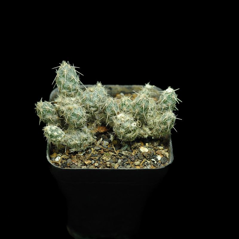 Corynopuntia bulbispina