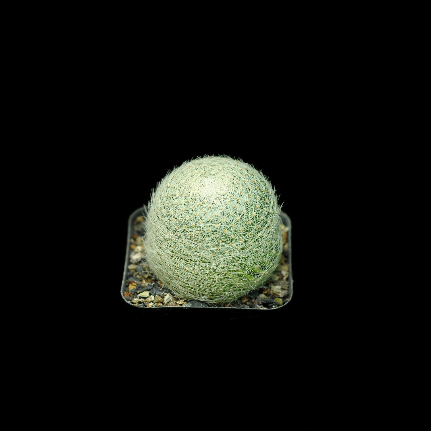 Mammillaria lenta