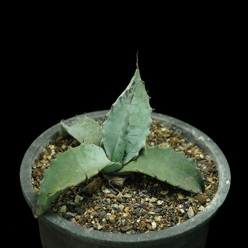 Agave marmorata (Marbled Agave)