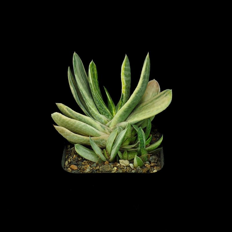 Gasteria cv. FUJI YUKI (Syn: Gasteria obtusa forma variegata)