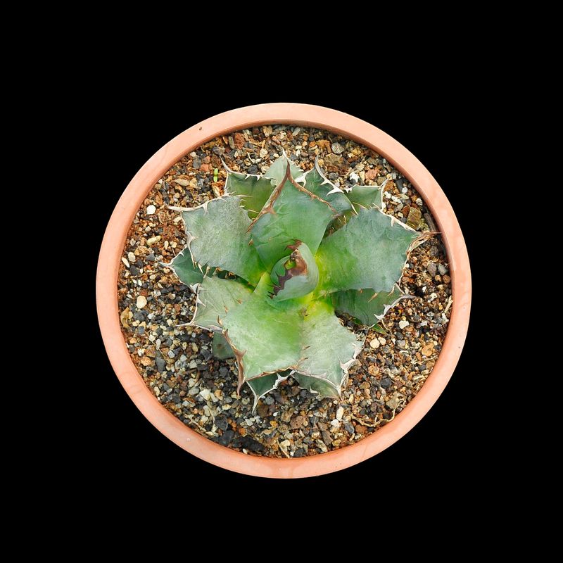 Specimen plant for display purpose only.