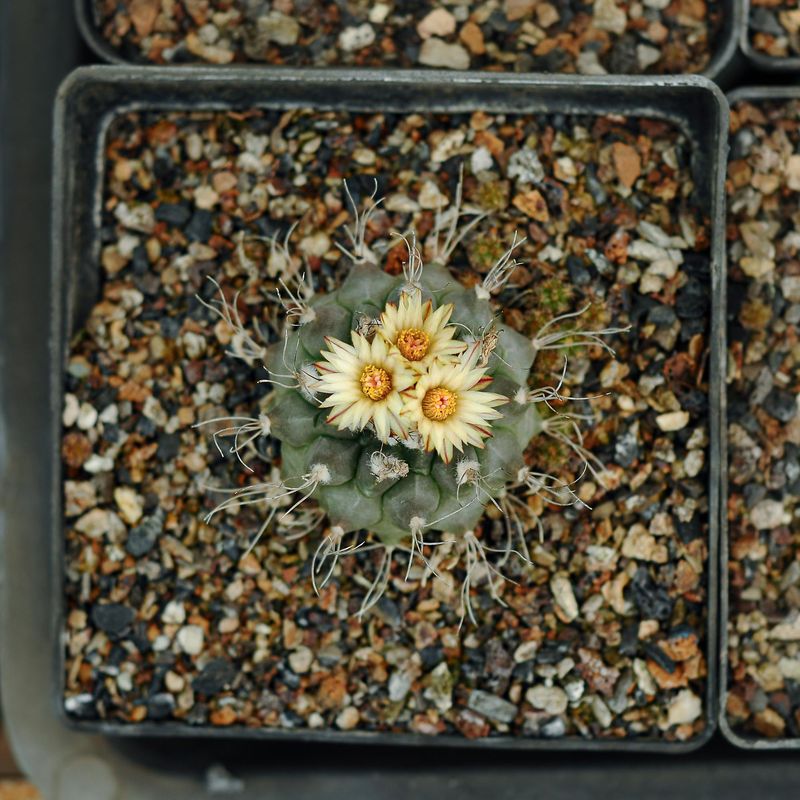 Turbinicarpus Swobodae