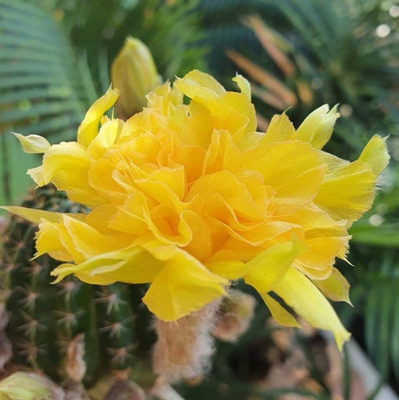 Echinopsis hybrid Ulysses-FLOWER