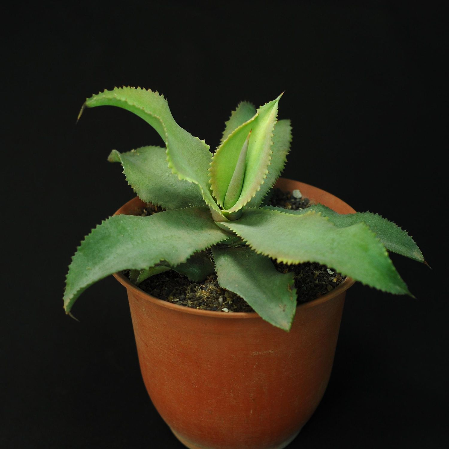 Agave gypsophylla blue curls Agave gypsophylla blue curls