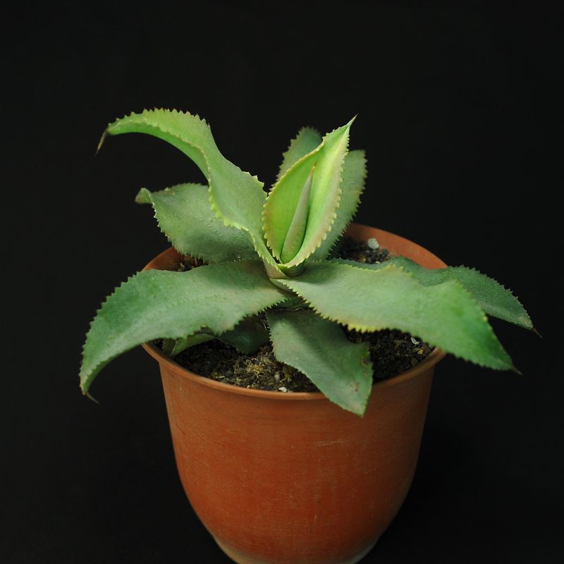 Agave gypsophylla blue curls Agave gypsophylla blue curls
