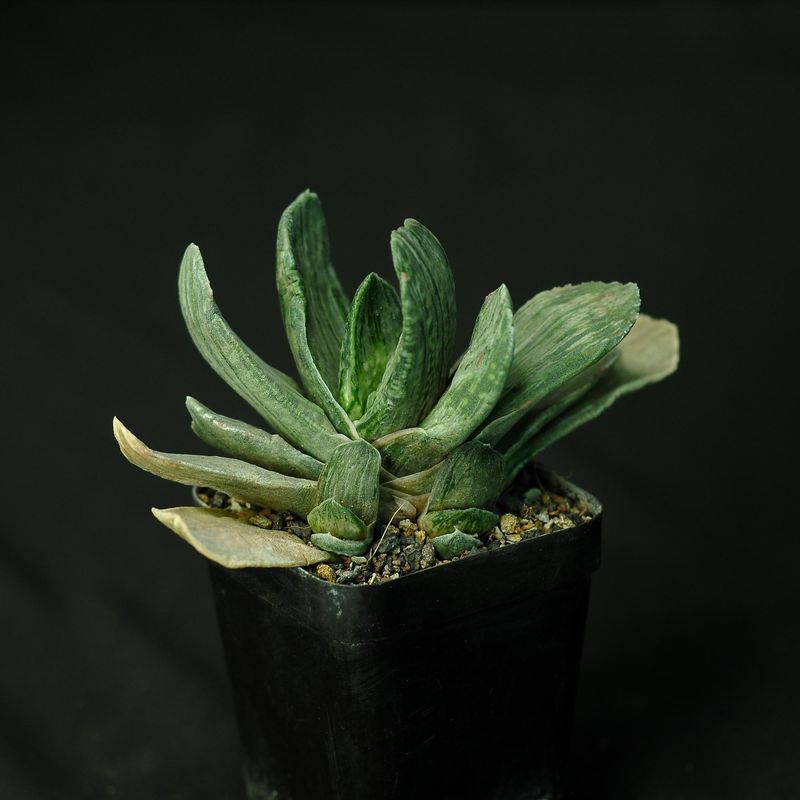 Gasteria maculata cv. Little Warty (Gasteria cv. Little Warty)
