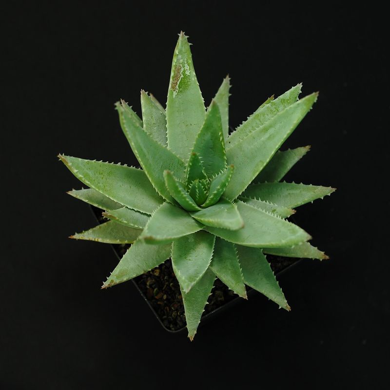 Aloe brevifolia Aloe brevifolia