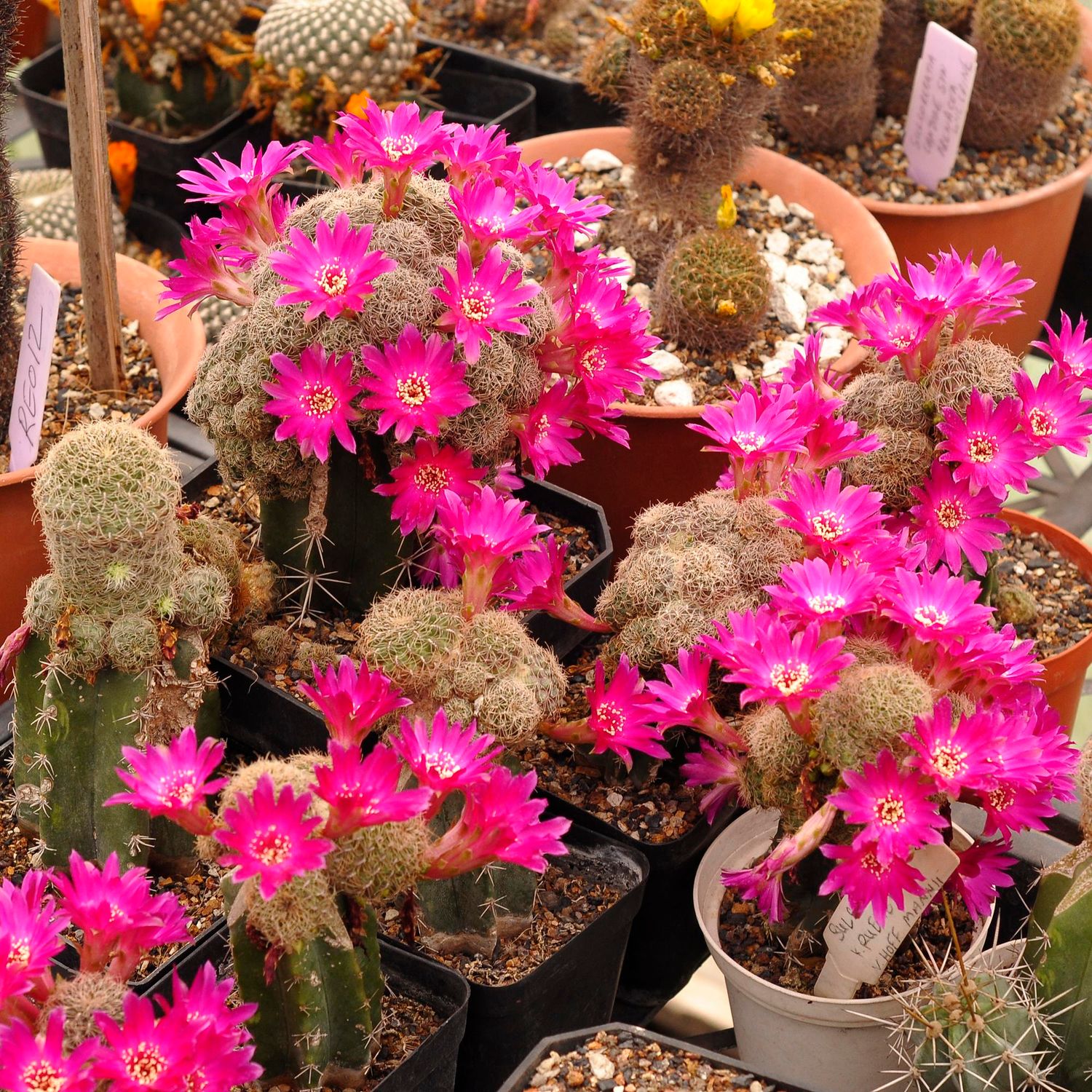 Sulcorebutia Kruegerii V. Hoffmannii Sulcorebutia Kruegerii V. Hoffmannii