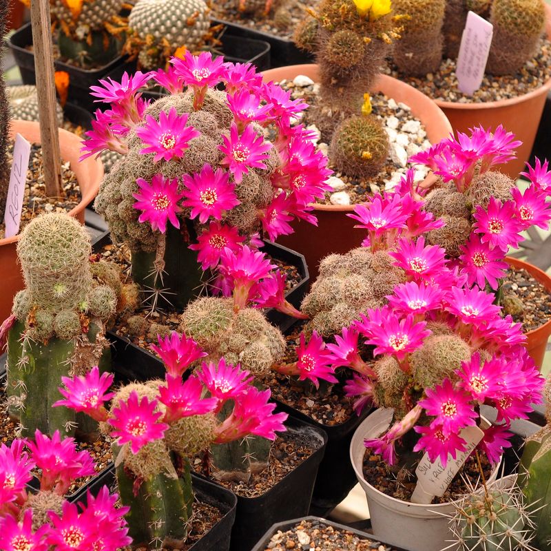 Sulcorebutia Kruegerii V. Hoffmannii