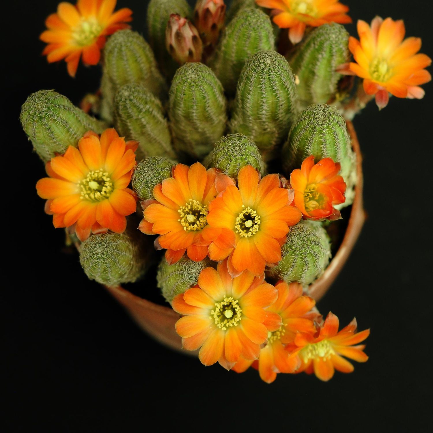 Rebutia hybrid