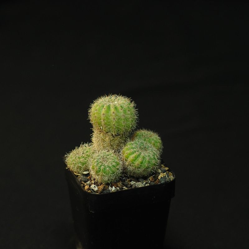 Parodia (Notocactus) Tabularis