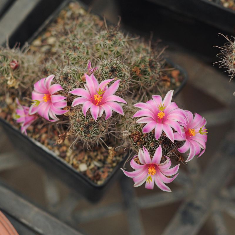 Mammillaria Scheldonii (Baja San Carlo)