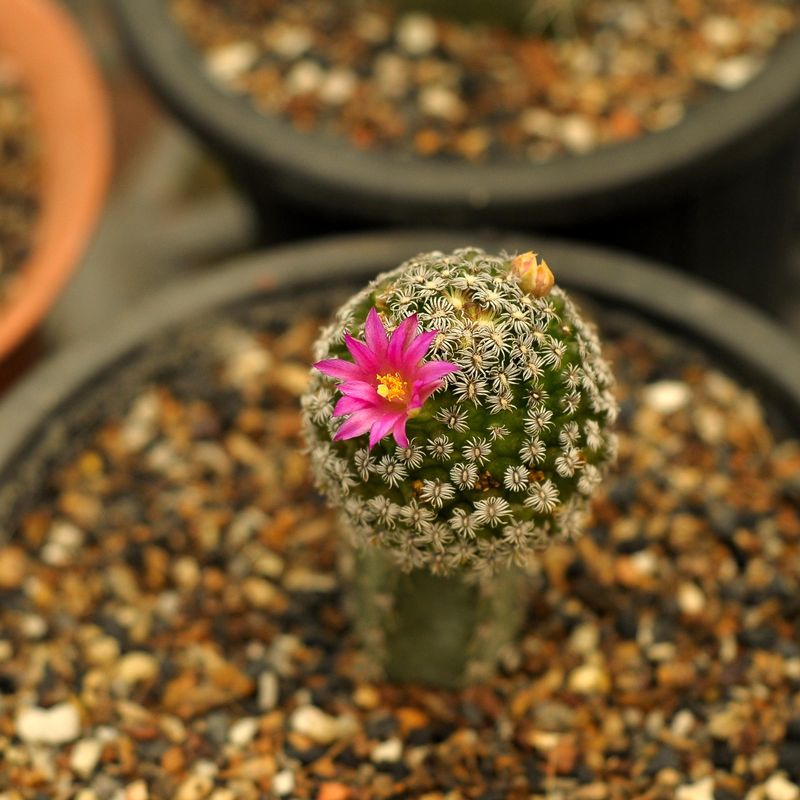 Mammillaria hernandezii (Grafted-flower
