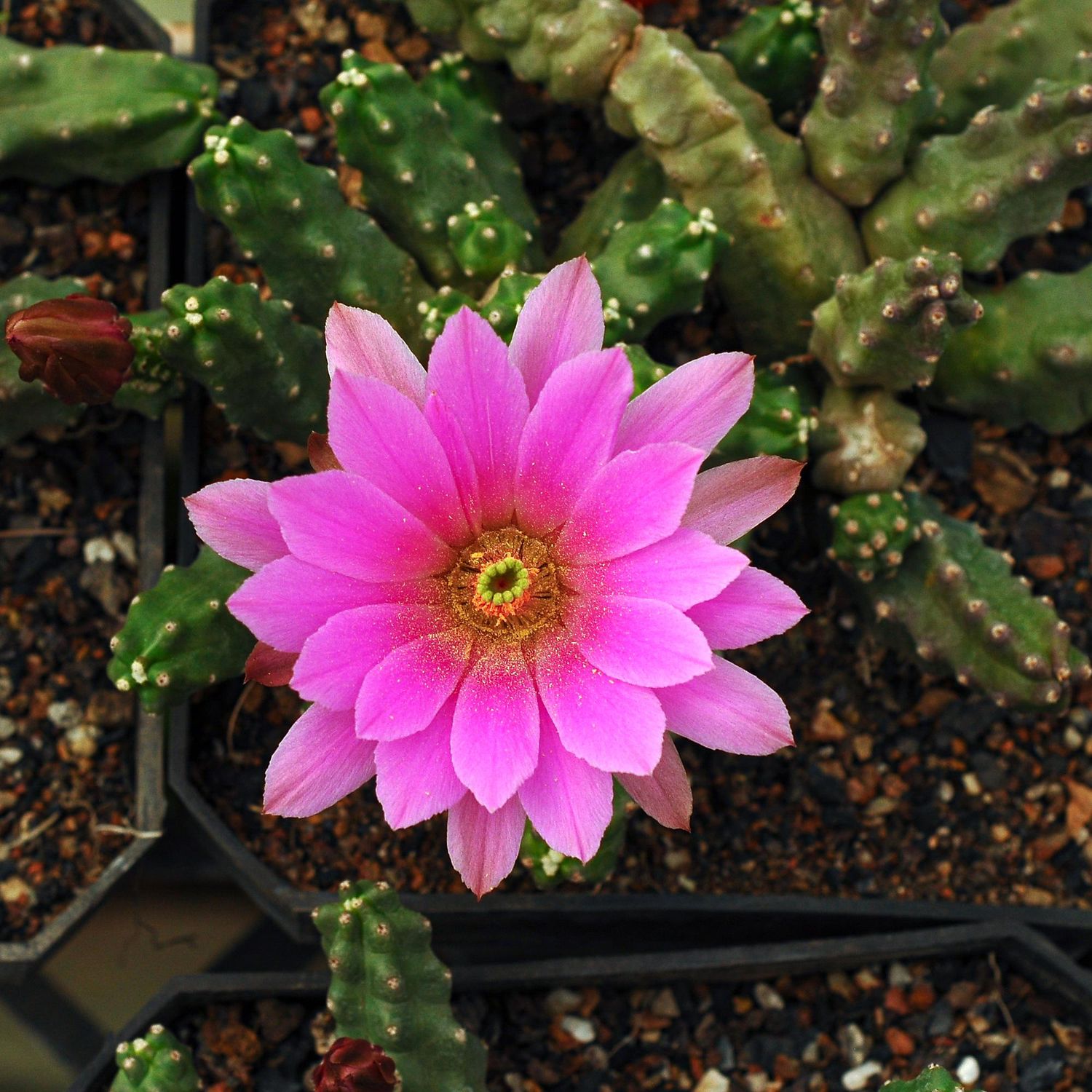Echinocereus Scheeri Var. Gentryi F. Cucumis With Magenta Pink Flower Echinocereus Scheeri Var. Gentryi F. Cucumis With Magenta Pink Flower