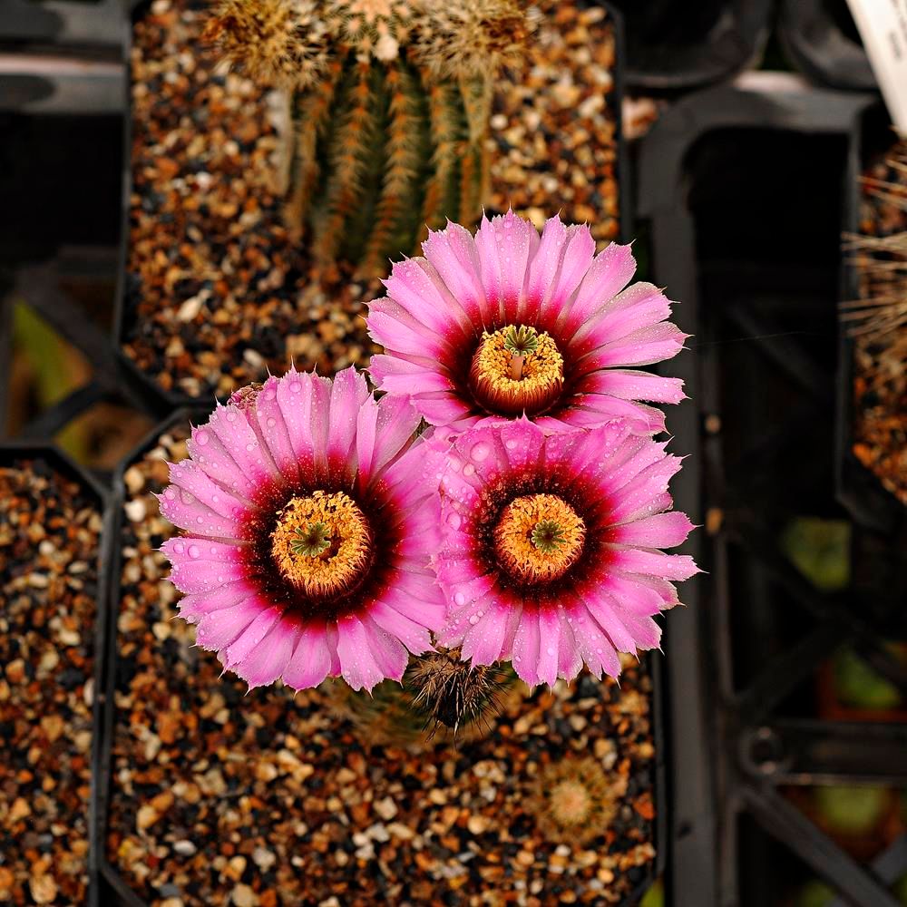 Echinocereus baileyi var. brunispinus-With Flower