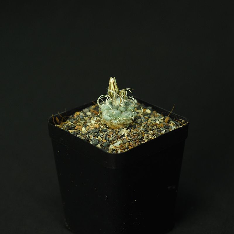 Turbinicarpus Frailensis PP 402 El Herero SLP