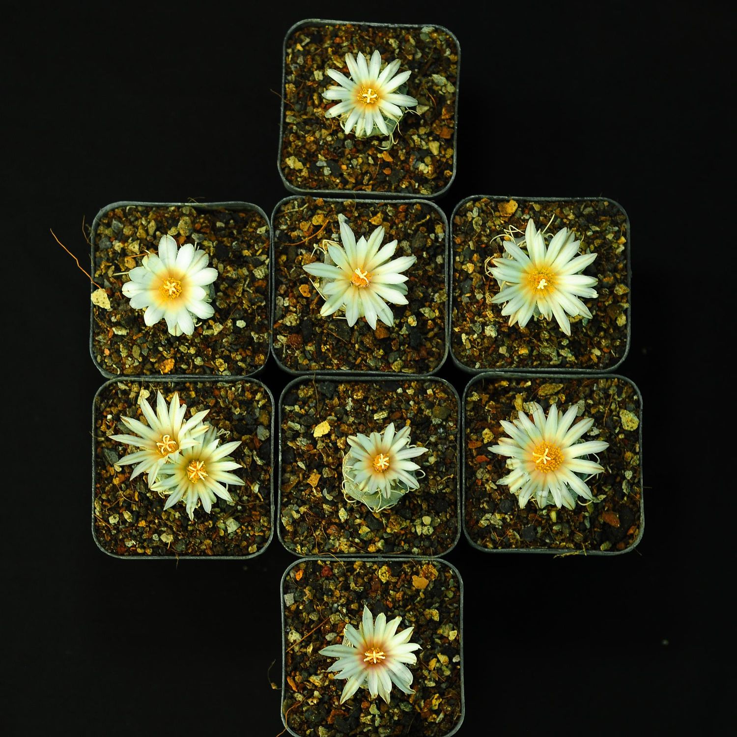 Turbinicarpus Frailensis PP 402 El Herero SLP Turbinicarpus Frailensis PP 402 El Herero SLP