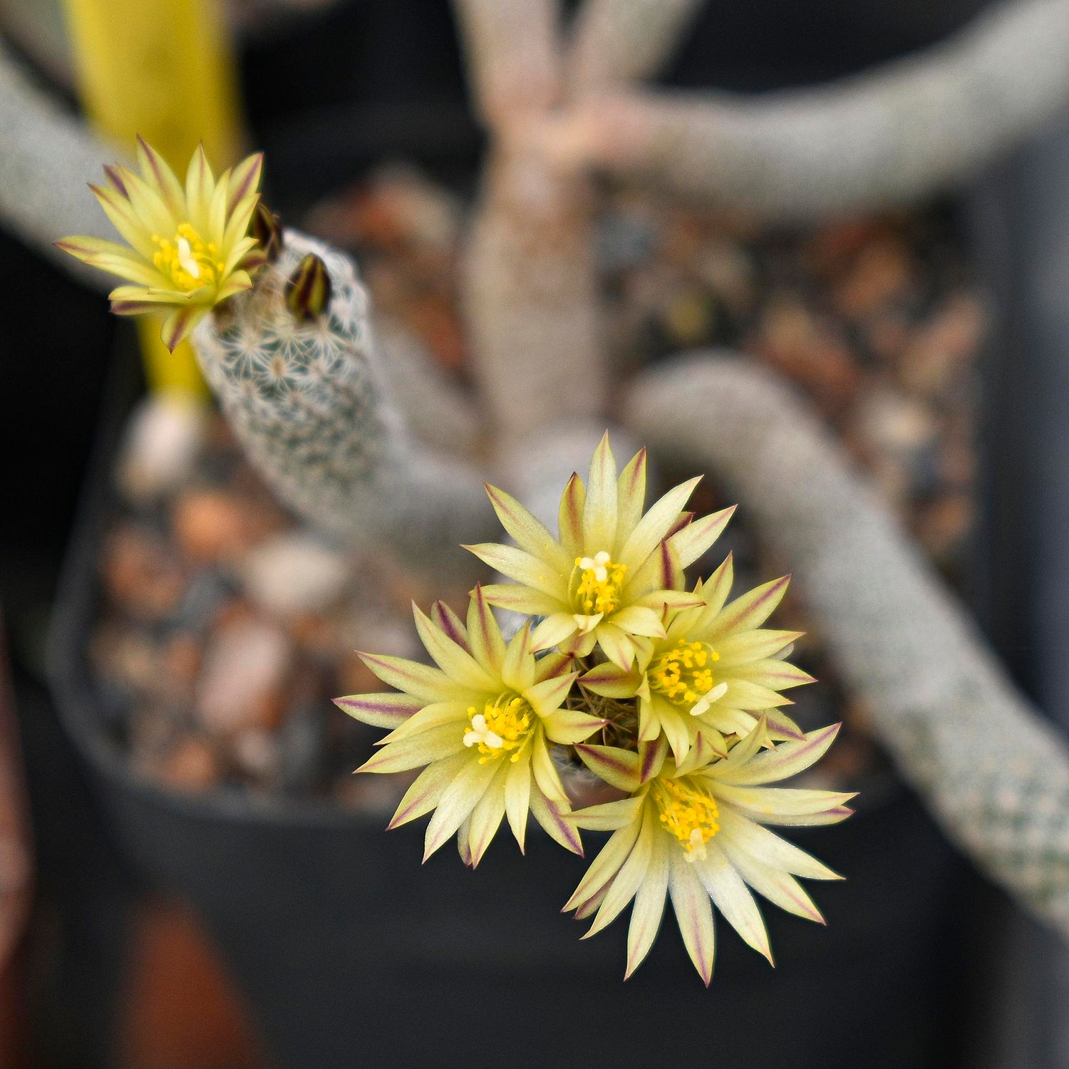 Turbinicarpus Krainzianus