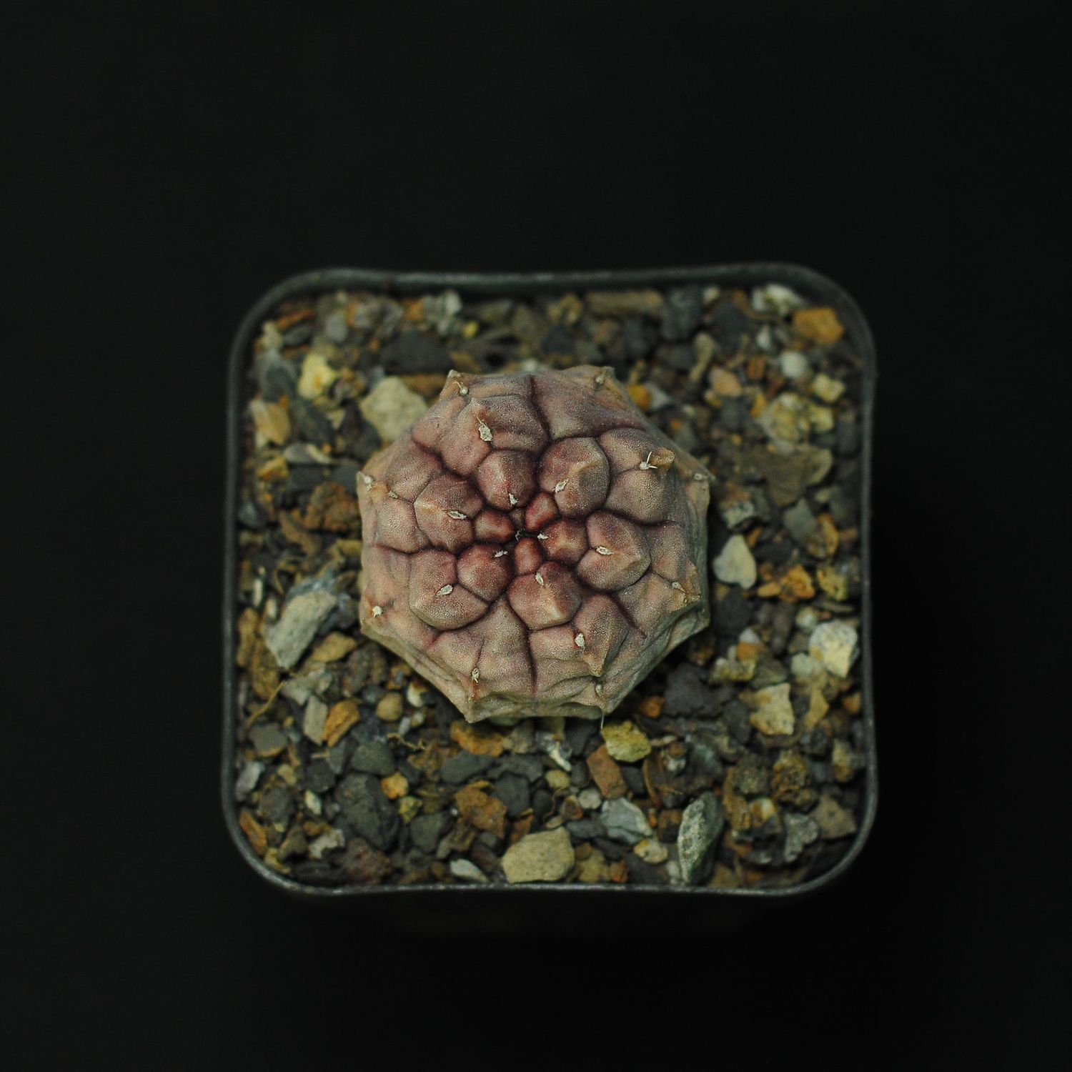 Gymnocalycium Mihanovichii Daydream