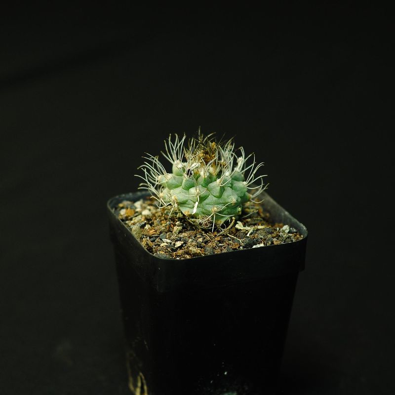 Turbinicarpus Swobodae