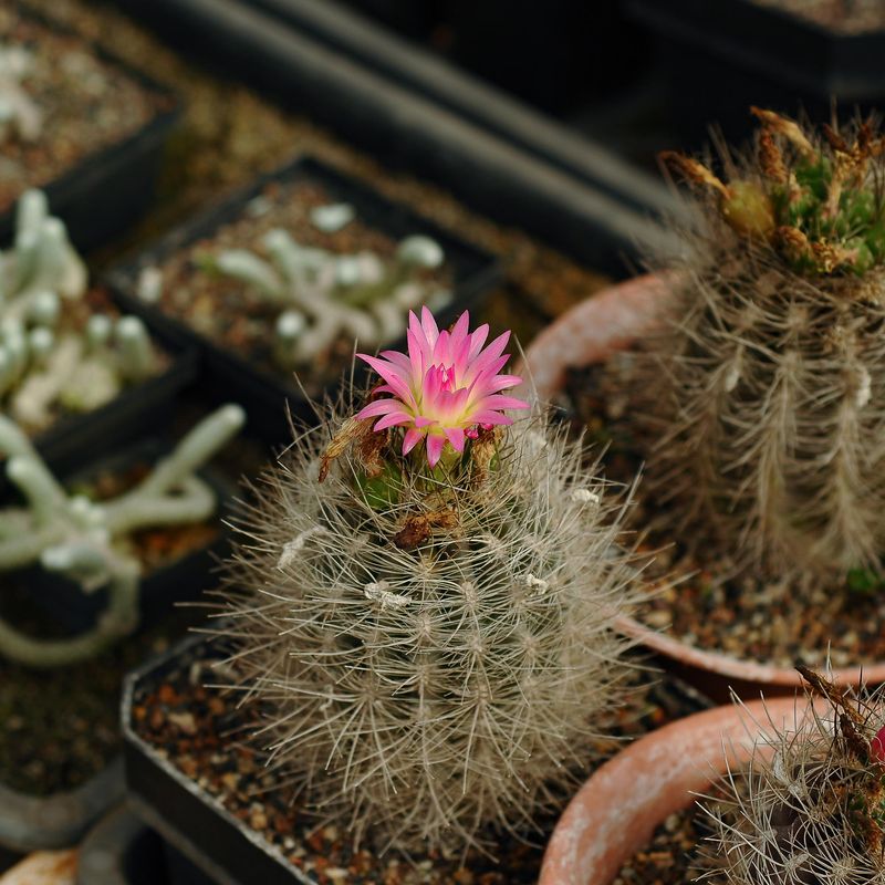Eriosyce Villosa with Pink Flower 