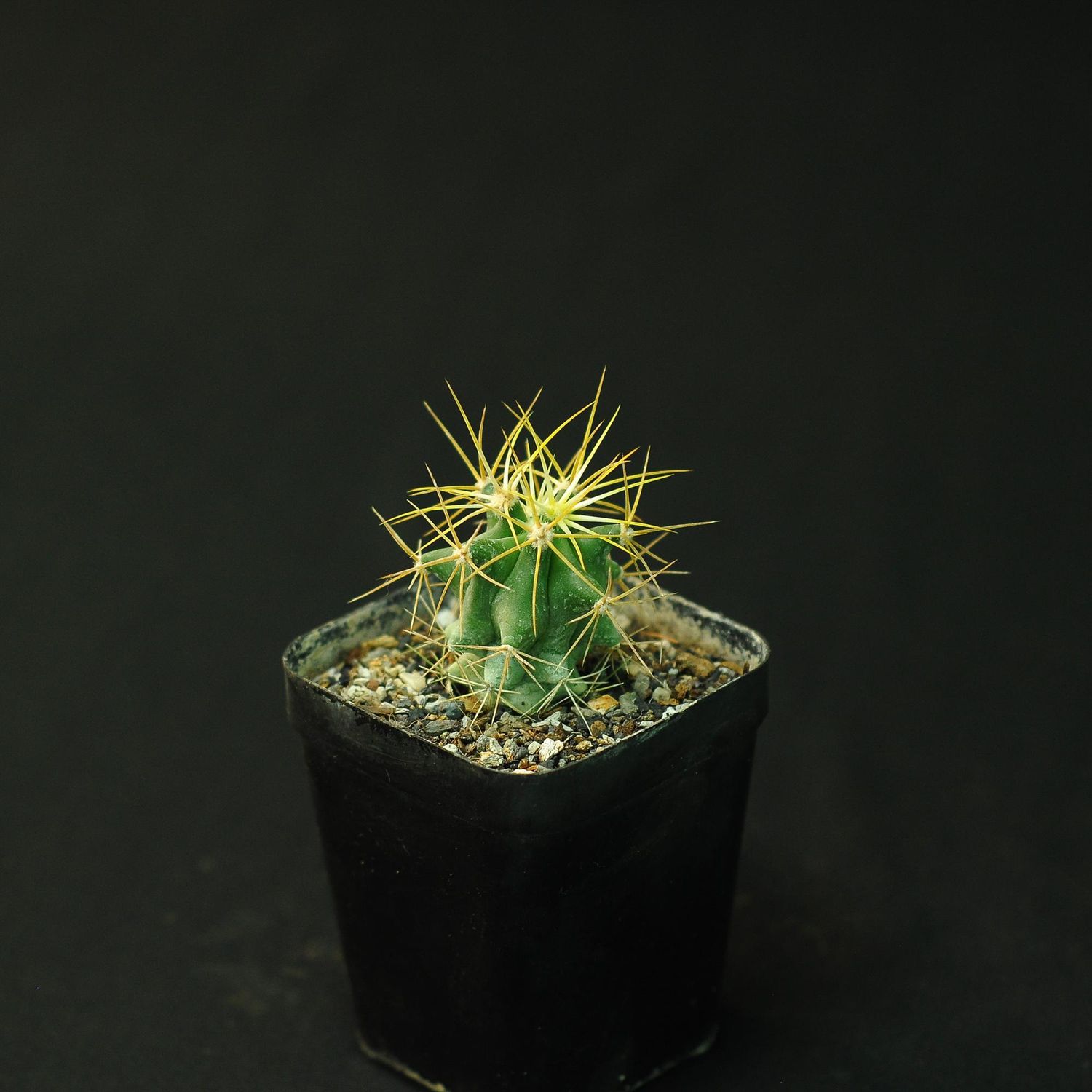 Ferocactus glaucescens