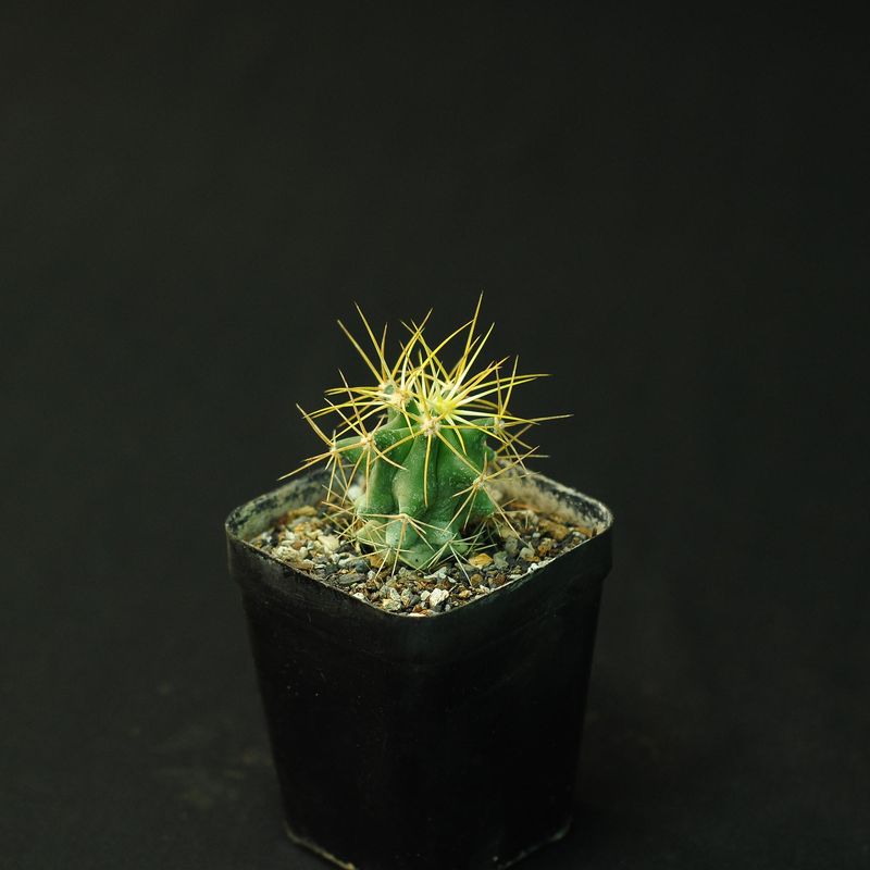 Ferocactus glaucescens
