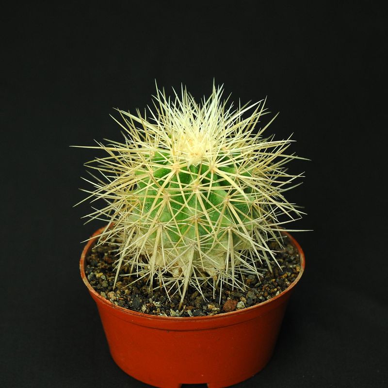 Echinocactus Grussoni Albispinus