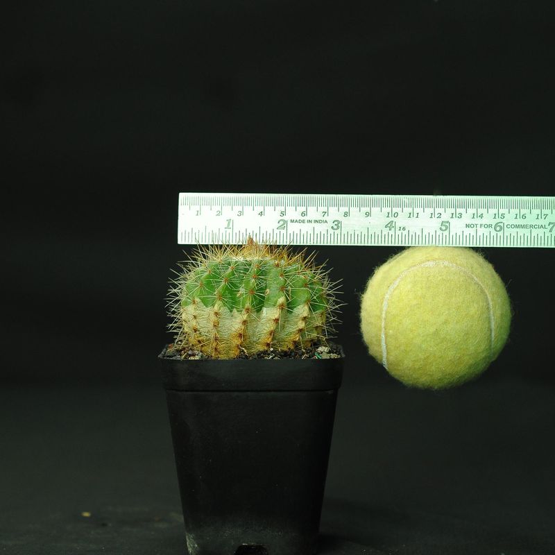 Parodia Penicillata Syn Notocactus Penicillata Red