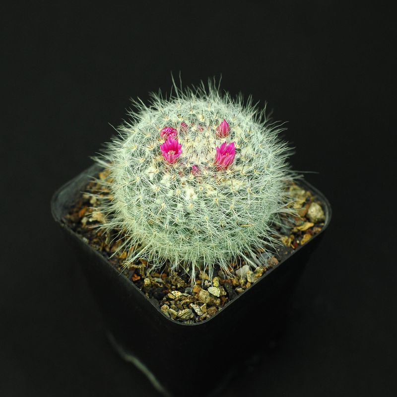 Mammillaria Hahniana in bloom, different angle