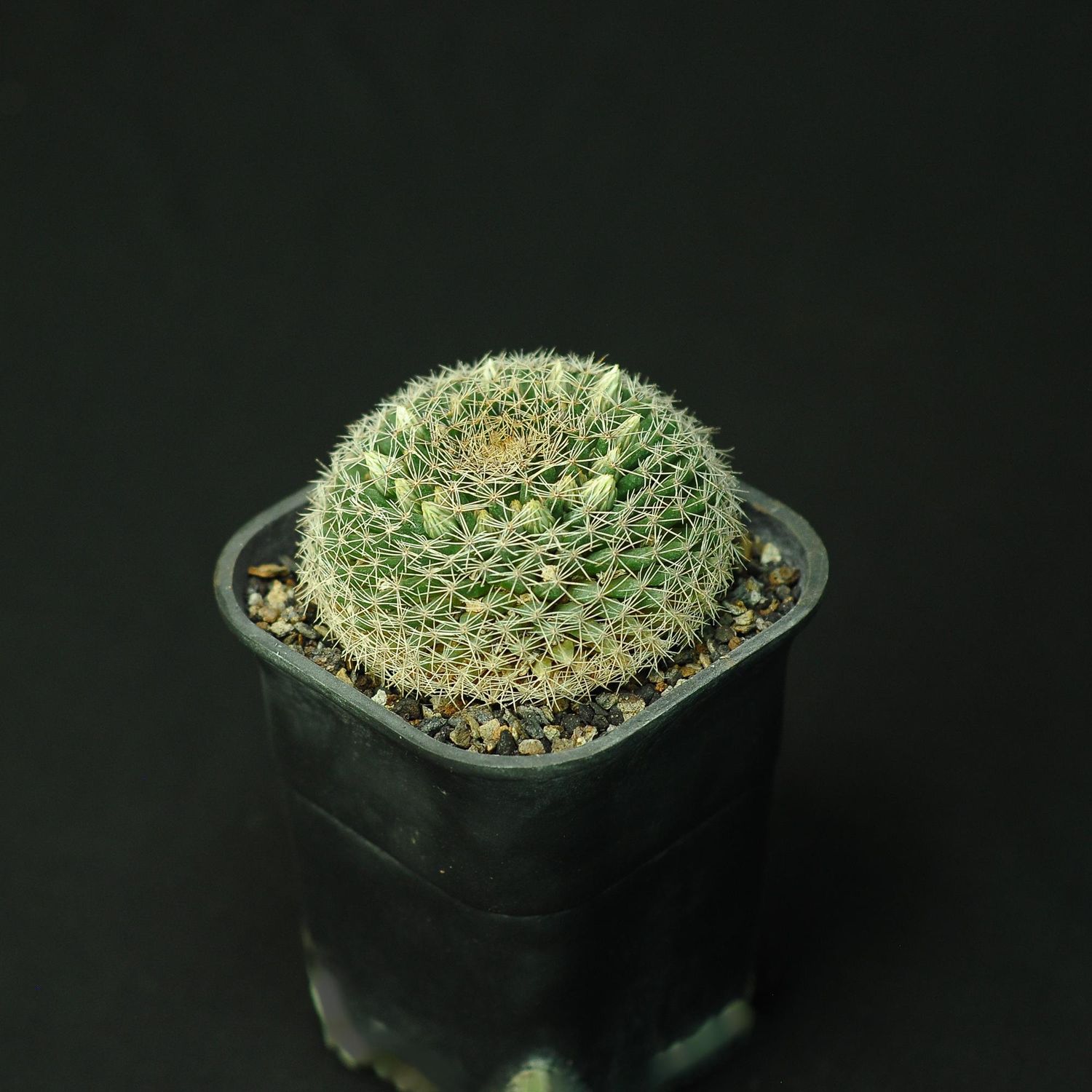 Discover Mammillaria Heyderi Hemispherica