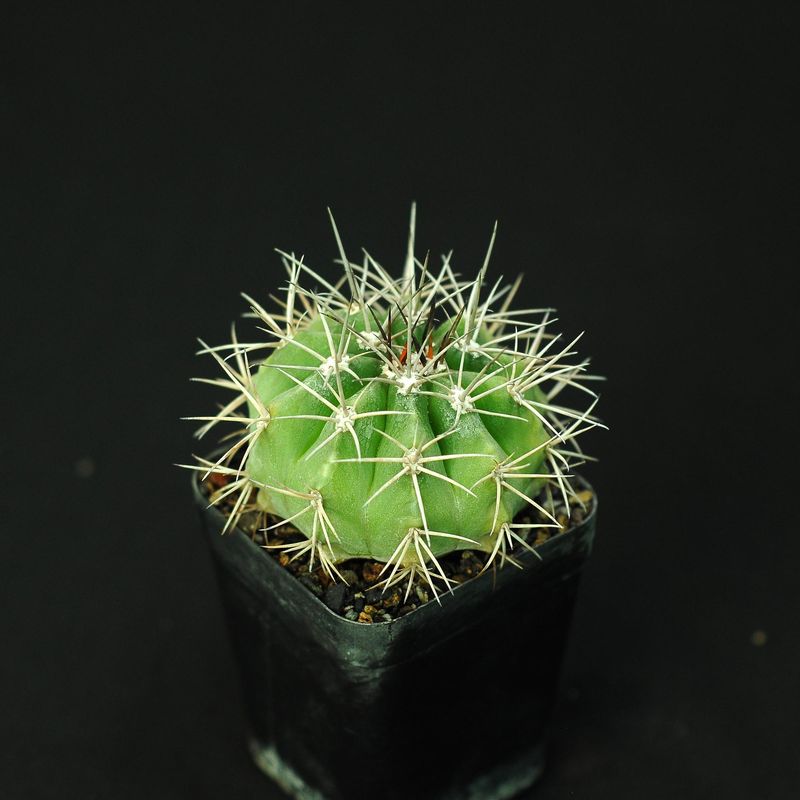 Melocactus Bahiensis