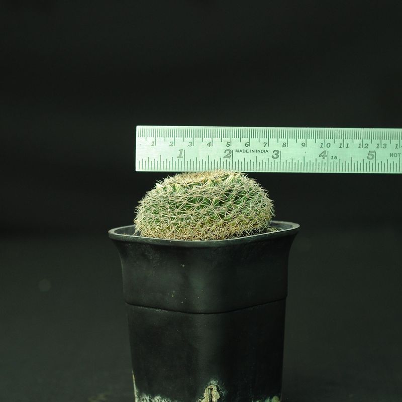 Mammillaria Heyderi Ssp. Hemispherica front view with ruler for size reference