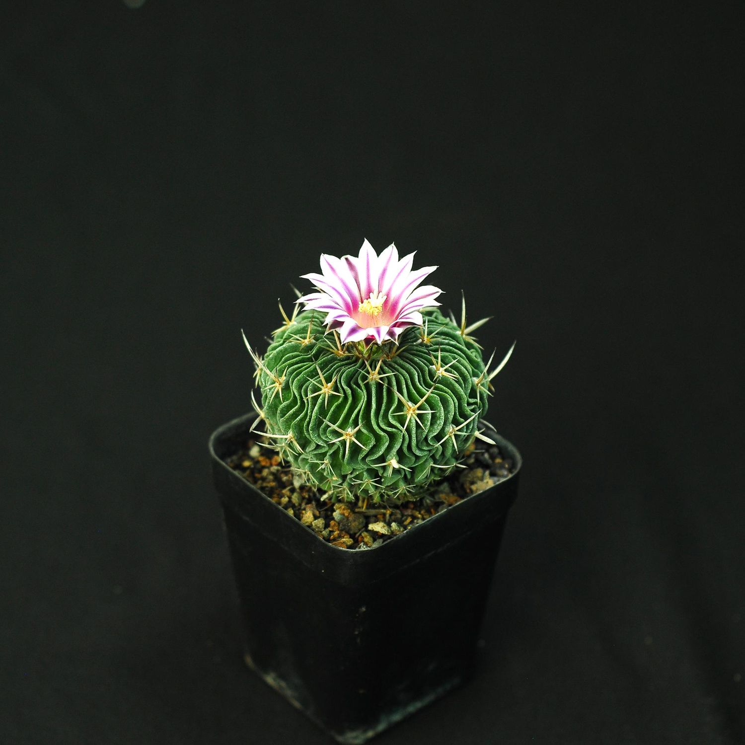 Echinofossulocactus Crispatus Guerraianus with Pretty Pink Flower