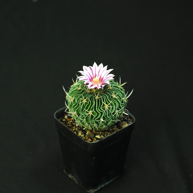 Echinofossulocactus Crispatus Guerraianus with Pretty Pink Flower