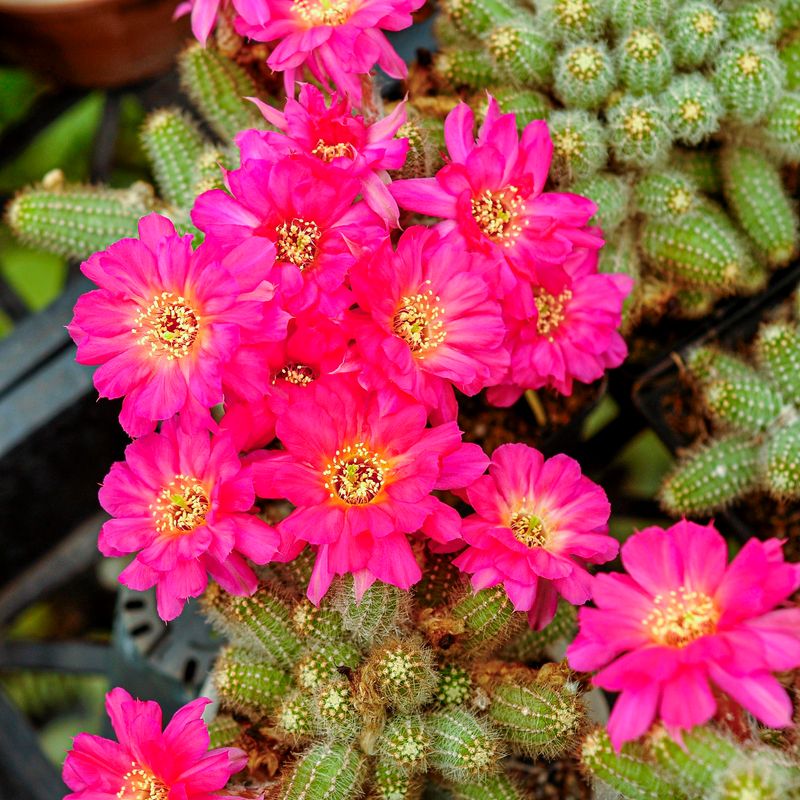 Echinopsis chamaecereus hybrid Magenta (Peanut Cactus) Echinopsis chamaecereus hybrid Magenta (Peanut Cactus) Pink Flower