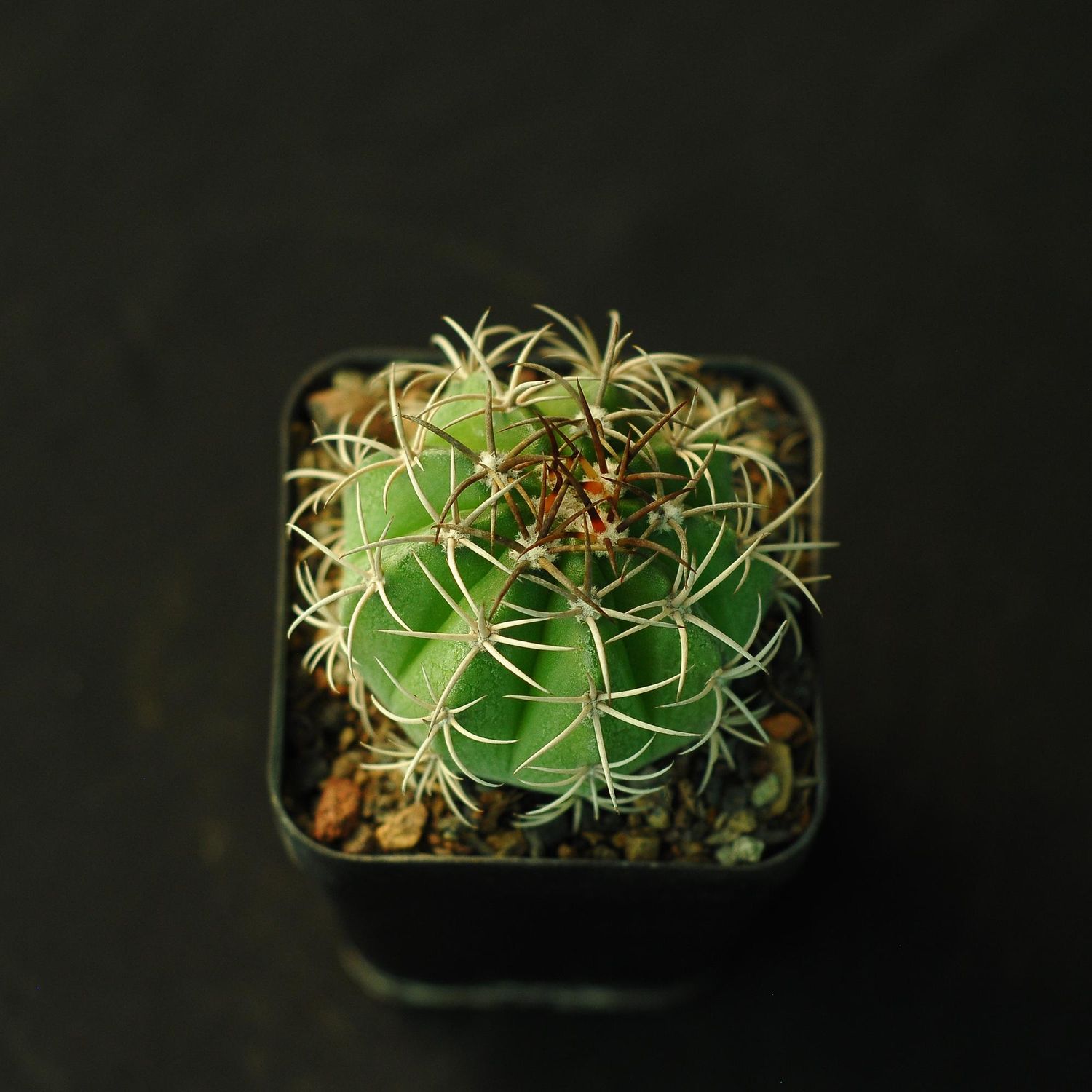 Melocactus Sp. (Turkish Cap)