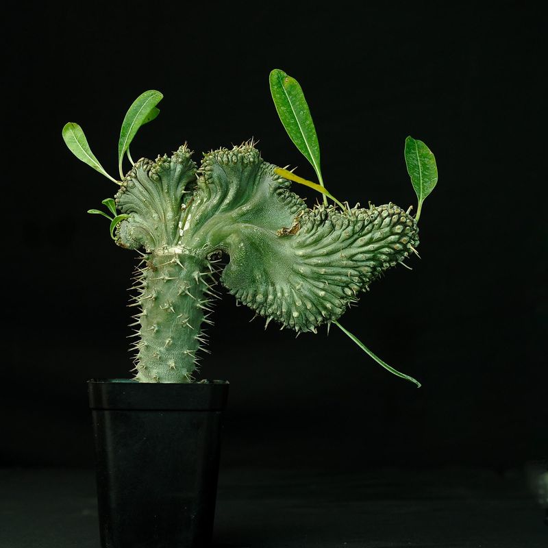 Pachypodium lamerei inermis crest