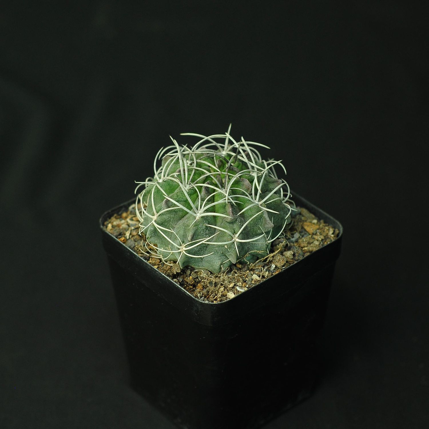 Eriosyce Heinrichiana