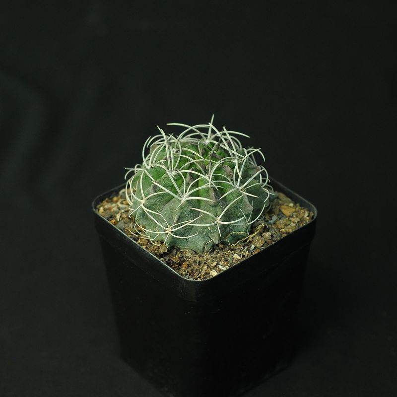 Eriosyce Heinrichiana