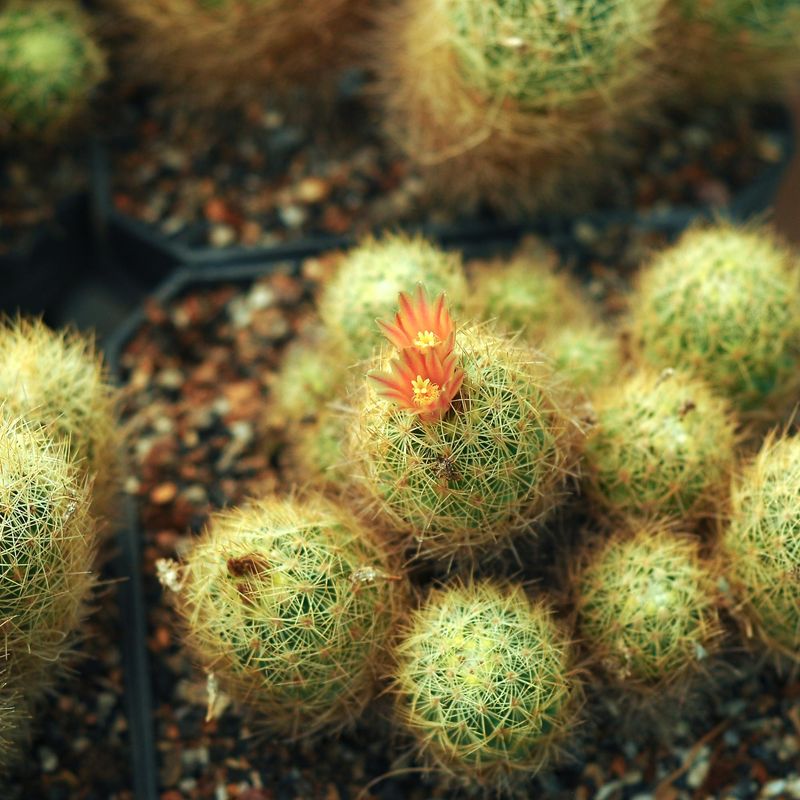 Escobaria roseana SB 277 with Flower
