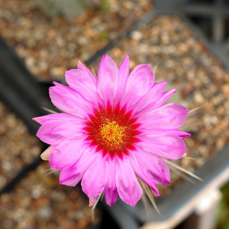 Thelocactus bicolor subs. heterochromus