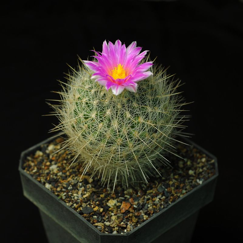 Echinomastus Macdowelii With pink Flower on Top