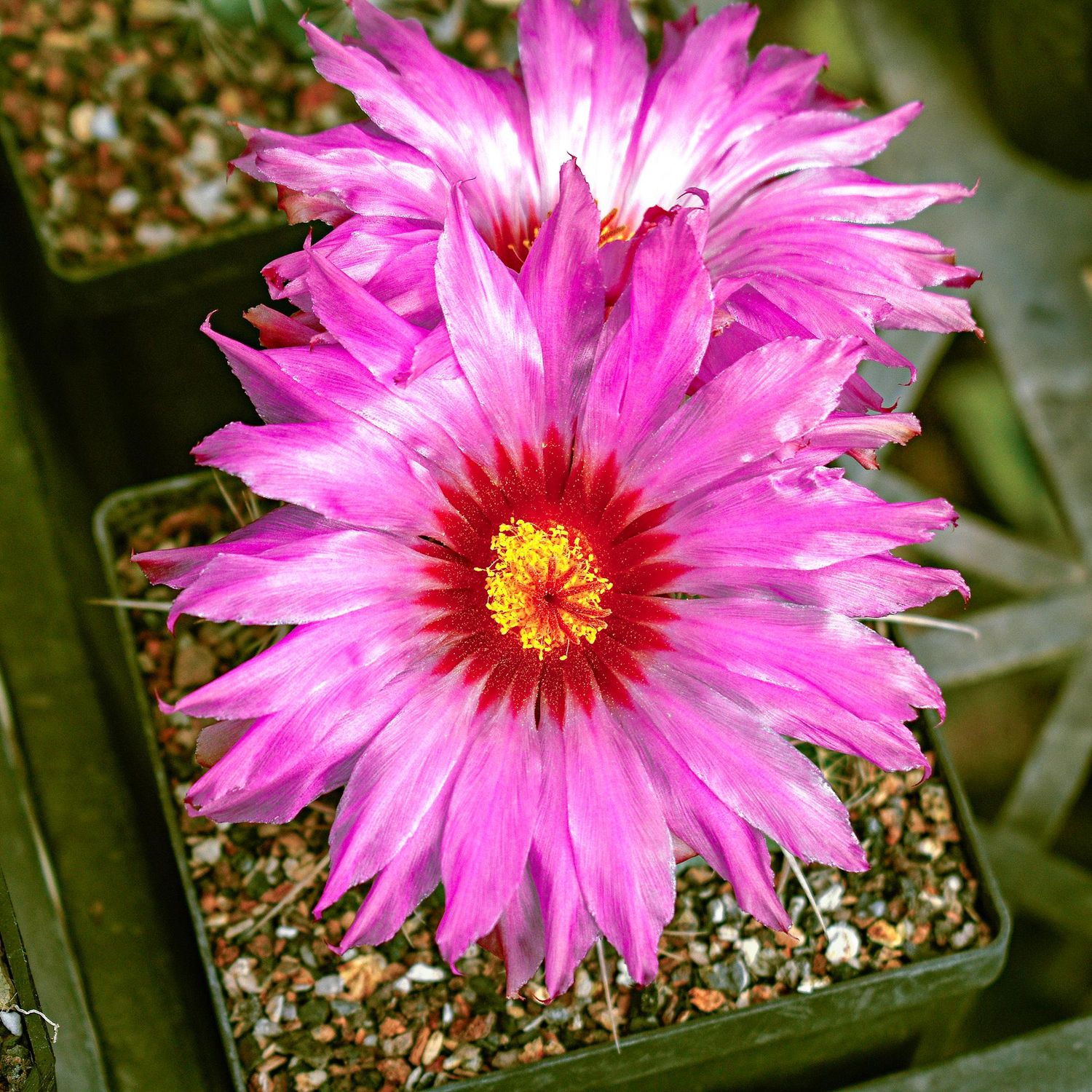 Thelocactus bicolor