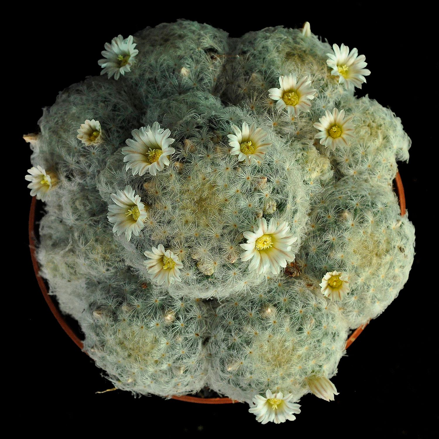 Mammillaria Plumosa